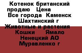 Котенок британский продаю › Цена ­ 3 000 - Все города, Каменск-Шахтинский г. Животные и растения » Кошки   . Ямало-Ненецкий АО,Муравленко г.